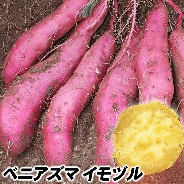 関東の定番品種●商品情報ずば抜けた甘さとホクホクの食感で、関東において最高の人気を誇る傑作さつまいも!早生で性質は強健なので、栽培しやすい品種です。しかもどっさり穫れる豊産性Eふかしいもの他、スイートポテトやきんとんなど、どんな食べ方でも甘...