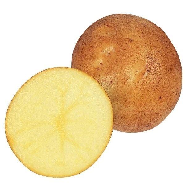 まろやかな食味の人気品種●商品情報：「黄爵」とも呼ばれる大粒・多収の人気品種。黄色い果肉は上質な旨さで、サラダにすると舌触りなめらかでと〜っても美味。煮物に最適です。●お届け状態：種いも●早晩性：早生●皮の色：黄皮●身の色：黄肉●肉質：やや...