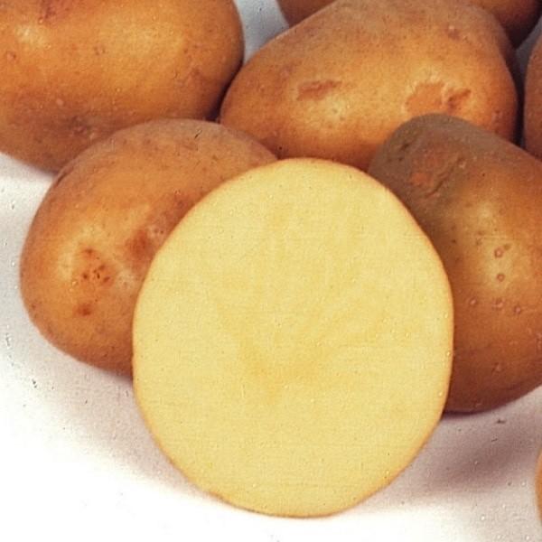 煮崩れしにくく、おでんや肉じゃがにぴったり!<br>●商品情報：おでんや肉じゃがに人気の美味じゃがいも。軟腐病・塊茎腐敗に強く、しかもたっぷり収穫できる豊産性!●お届け状態：種いも●早晩性：晩生●皮の色：淡黄皮●身の色：淡黄肉●...