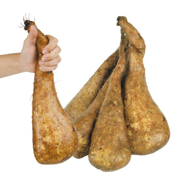 ●商品情報：「天下の美味」と称されるじねんじょを改良!風味豊かな旨味と粘りを持つ大人気品種です。耕土の浅い場所でも良く太るから、家庭菜園にピッタリ!●お届け状態：種イモ※切イモまたは一本種でお届け●収穫期：11〜12月●長さ：約20〜30c...