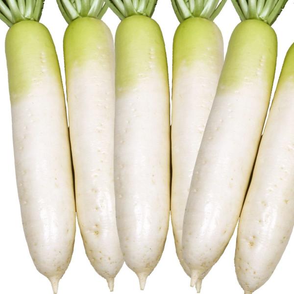 ●商品情報：低温でもよく太り、晩抽性に優れた美肌の青首総太り大根。イオウ病・ウイルス病に強く、葉は立性で密植栽培可能！●根長（約）：35〜38cm●お届け状態：種子●入り数の目安：10mlあたり約200〜400粒※入り数は目安です。品種によ...