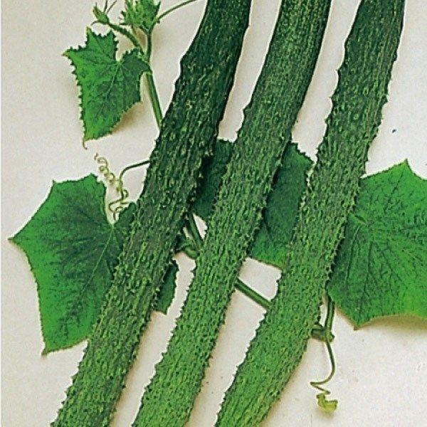 ●商品情報：暑さに強いため夏中収穫可能で、収量も高く、家庭菜園にぴったり！　肉質極上で漬物にも最適●果長（約）：27cm●お届け状態：種子●入り数の目安：1mlあたり約15〜20粒入り※品種により差があります。●発芽適温：25〜30℃※発芽...