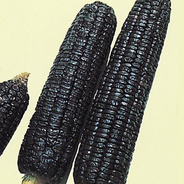 ●商品情報：昔から食べられていた中晩生種。もっちりと懐かしい味わい!●早晩生：中晩生●お届け状態：種子●入り数の目安：30mlあたり約90〜100粒※品種により差があります。●発芽適温：25〜30℃※発芽させるには播種床を上記の温度にしてく...