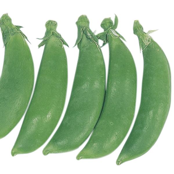 ●商品情報：莢ごと食べられ、プリッとした食感で甘味強く非常に美味しい！ 播種後約58日で収穫可能。●早晩性：極早生●莢長（約）：7cm●つるの有無：つるなし●お届け状態：種子●入り数の目安：30mlあたり約80〜130粒※入り数は目安です。...