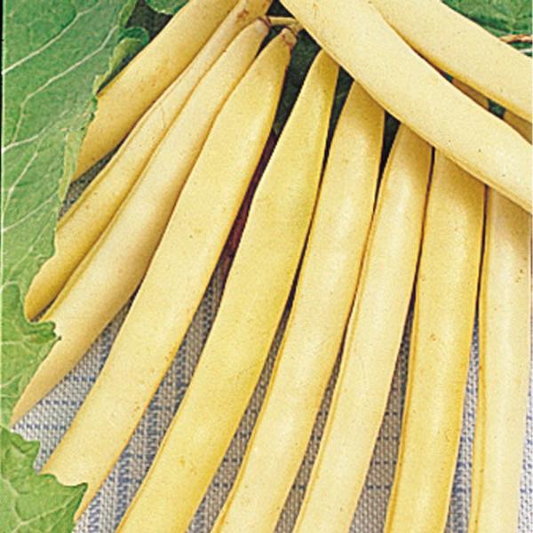 ●商品情報：生育旺盛、サラダの彩りに！ 生育旺盛で栽培しやすく、つるなしタイプの品種。プランターなどでも栽培可能。莢が薄黄色く、非常に美しいインゲンです。●早晩性：早生●莢長（約）：13cm●つるの有無：つるなし●お届け状態：種子●入り数の...