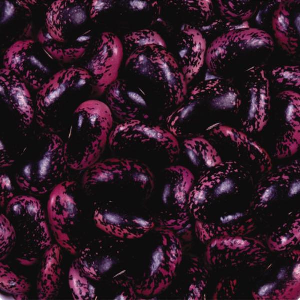 ●商品情報：赤紫皮に黒点が入る美味豆！※冷涼地向き品種です。●早晩性：晩生●つるの有無：つるあり●お届け状態：種子●入り数：8粒●発芽適温：25〜30℃※発芽させるには播種床を上記の温度にしてください。●標準発芽率：75%●栽培ポイント：種...