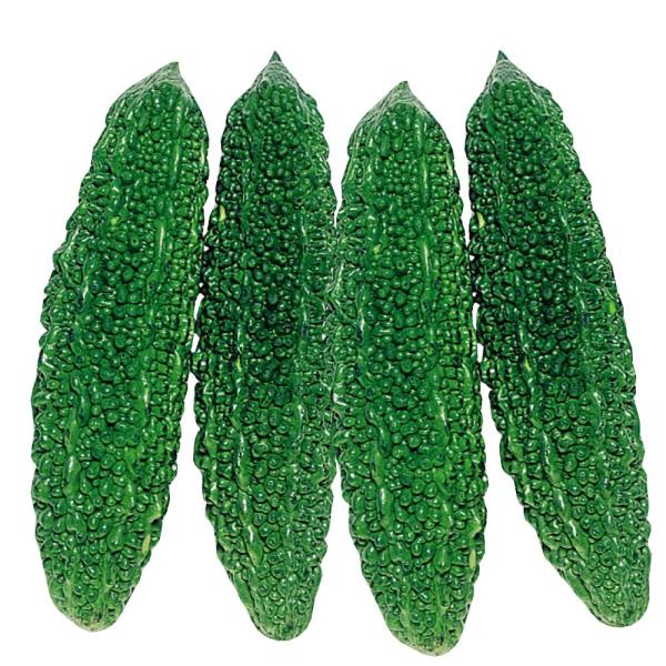 ●商品情報：チャンプルーに最適！ 豚肉や卵と炒めると絶品です。●果長（約）：20〜30cm●お届け状態：種子●入数の目安：10mlあたり8〜12粒※品種により差があります。●発芽適温：25〜30℃※発芽させるには播種床を上記の温度にしてくだ...