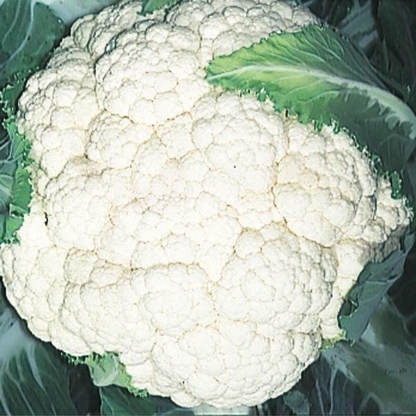 種 野菜たね ハナヤサイ 野崎早生花野菜 1袋 1ml 野菜のタネ 野菜 種子 カリフラワー 花野菜 国華園 P11s6 6118 花と緑 国華園 通販 Yahoo ショッピング