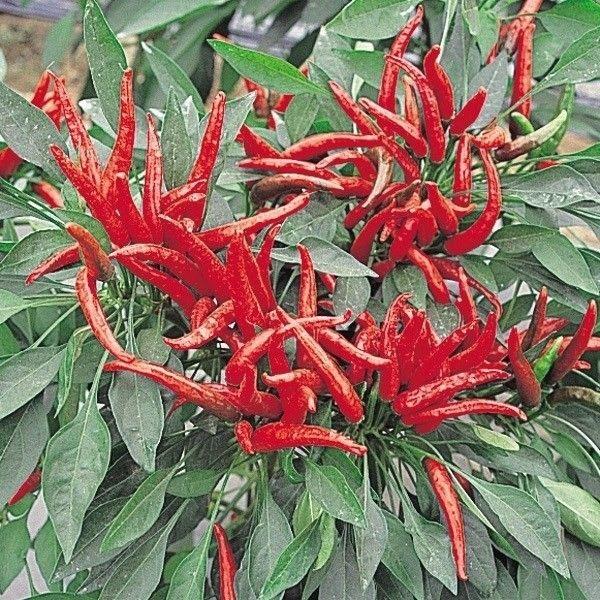 ●商品情報：唐辛子の中でも、辛味の強い性質を持つと言われている優良品種です。 生育は極めて旺盛で耐病性に優れ栽培容易。１カ所に非常にたくさん着果する豊産種。●果長（約）：4cm●早晩性：中生●お届け状態：種子●入り数の目安：1mlあたり約8...