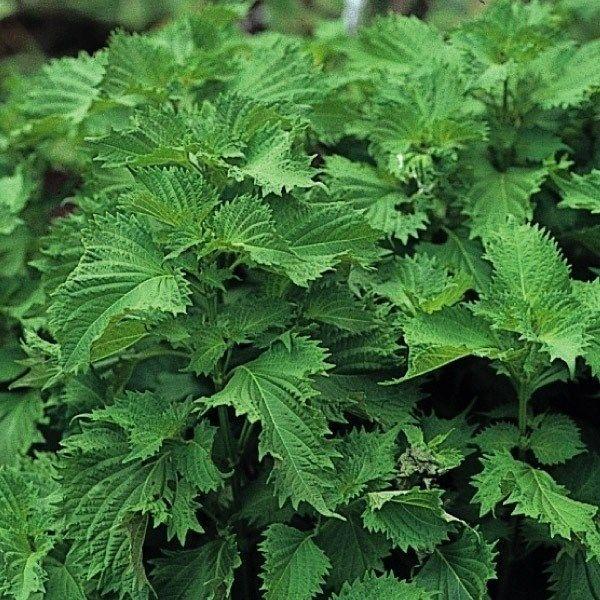 ●商品情報：この上ない風味！●お届け状態：種子●備考：播種や植え付け後の栽培条件、天候等によりその結果が異なることがありますが、弊社の責と考えられる結果不良の責めはお買い上げ代金の範囲内とさせていただきます。また、果重・糖度などはおよその数...