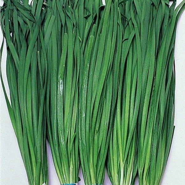 種 野菜たね 世界の野菜 大葉ニラ 1袋 8ml 野菜のタネ 野菜 種子 にら ニラ 国華園 P11s6 6239 花と緑 国華園 通販 Yahoo ショッピング