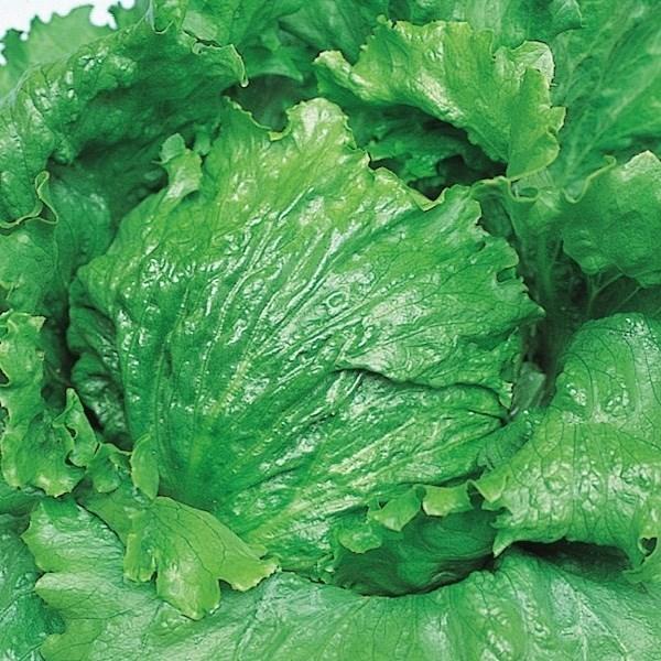 種 野菜たね レタス デンバー 1袋 3ml 野菜のタネ 野菜 種子 れたす 国華園 P11s6 6269 花と緑 国華園 通販 Yahoo ショッピング