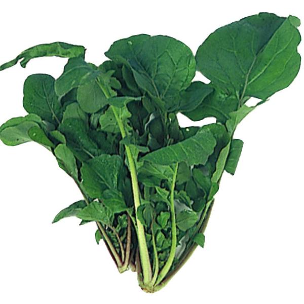 ●商品情報：アブラナ科キバナスズシロ属で別名ルッコラとも呼ばれます。イタリア料理などでよく出てくるあの野菜です。プランターでも簡単に栽培できます。ピリッとした辛みとゴマの風味が日本人の味覚によく合うハーブです。キノコと合わせたサラダなど西洋...