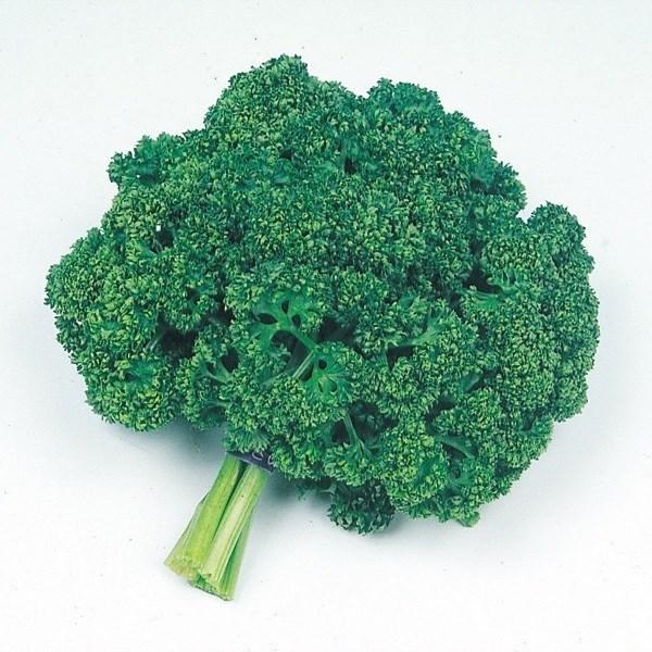 種 野菜たね 健康野菜 パセリー 1袋 6ml 野菜のタネ 野菜 種子 パセリ 国華園 P11s6 6280 花と緑 国華園 通販 Yahoo ショッピング