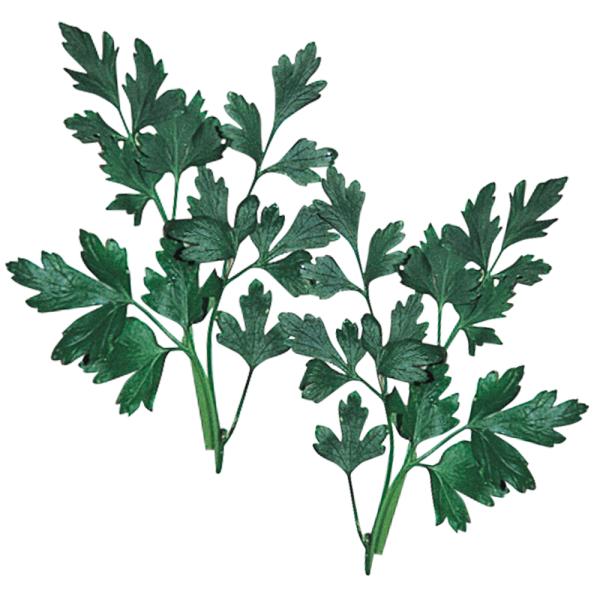 種 野菜たね ハーブ イタリアンパセリ 1袋 1ml 野菜のタネ 野菜 種子 国華園 P11s6 6281 花と緑 国華園 通販 Yahoo ショッピング