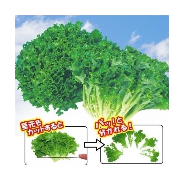 種 野菜たね レタス リブレタス 1袋 3ml 野菜のタネ 野菜 種子 れたす 国華園 P11s6 6674 花と緑 国華園 通販 Yahoo ショッピング