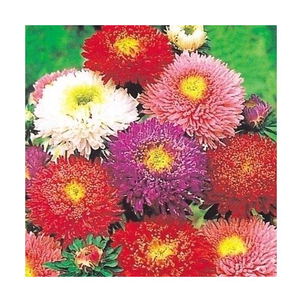 花壇・切花に大活躍●商品情報：切花やアレンジにかかせない、育てやすいアスター!日当たりのよい場所を好みます。連作は避けてください。●お届け状態：種●分類：1年草●花期(約)：8〜9月●草丈(約)：75cm ※種子の粒数はおおよその目安を記載...