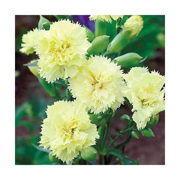 ●商品情報：鮮やかな黄色の切花に●お届け状態：種●分類：多年草●花期(約)：4〜10月●草丈(約)：60cm   ●備考・ご注意※種子の粒数はおおよその目安を記載しております。実際の粒数とは多少差異がありますのでご了承下さい。また、粒の形状...