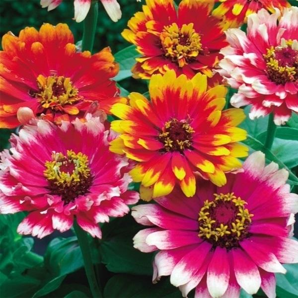 種 花たね 百日草カロッセル混合 1袋 1000mg 花のタネ 花 種子 タネ ヒャクニチソウ ジニア ジニア エレガンス 国華園 P11s7 7058 花と緑 国華園 通販 Yahoo ショッピング
