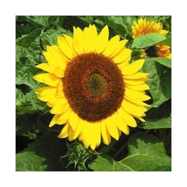 迷路作りに大活躍●商品情報：全国で栽培可能な1年草。育てやすく、夏の花壇の主役に相応しい。切花にも最適!●お届け状態：種●分類：1年草●花期：7〜9月●草丈：160cm ※種子の粒数はおおよその目安を記載しております。実際の粒数とは多少差異...