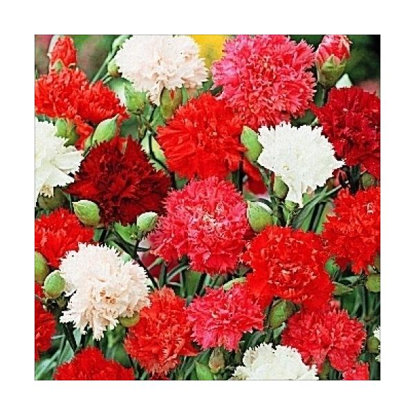 種 花たね カーネーション混合 1袋 0mg 花のタネ 花 種子 タネ フラワーアレンジメント ブーケ 花束 花壇 切花 国華園 P11s7 7094 花と緑 国華園 通販 Yahoo ショッピング