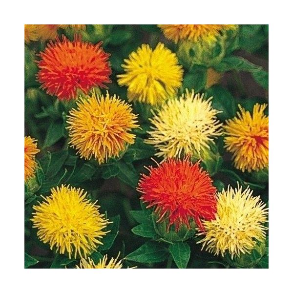 幅広い用途!●商品情報：花もち良く、切花アレンジに人気の花々。ドライフラワーにすれば個性的な花姿をより長〜く楽しめます!●お届け状態：種●分類：1年草●花期：初夏●草丈：80cm ※種子の粒数はおおよその目安を記載しております。実際の粒数と...