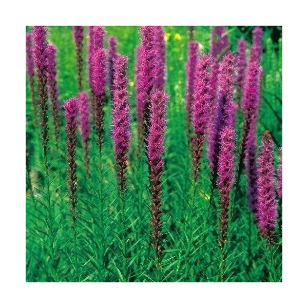 仏花にも人気●商品情報：冬には地上部が枯れますが、根が残り、一度植えると何年もお花が楽しめます。1年草と組み合わせて素敵な花壇に!●お届け状態：種●分類：多年草●花期(約)：6〜9月●草丈(約)：90cm ※種子の粒数はおおよその目安を記載...