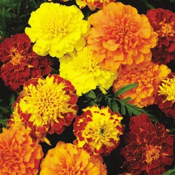 商品情報：カラフル低草丈ミックスお届け状態：種(1袋)分類：1年草花期：6〜10月草丈：20cm●備考：※種子の粒数はおおよその目安を記載しております。実際の粒数とは多少差異がありますのでご了承下さい。また、粒の形状・大きさは、採種地の気候...