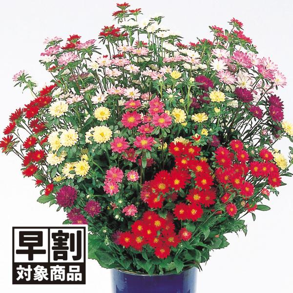 種 花たね 切花向き アスター ステラミックス 1袋 40粒 花のタネ 花 種子 タネ エゾギク 蝦夷菊 花壇 切花 生花 ガーデニング 国華園 P11s7 7236 花と緑 国華園 通販 Yahoo ショッピング