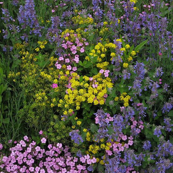 商品情報一度播くと毎年お花を楽しめる宿根草を集めた、お得なミックスです。※内容は予告なく変更する場合があります。(アキレア、西洋おだまき、つりがね草、ダイアンサス、スカビオサ等)お届け状態種分類多年草栽培適地庭・鉢・切花