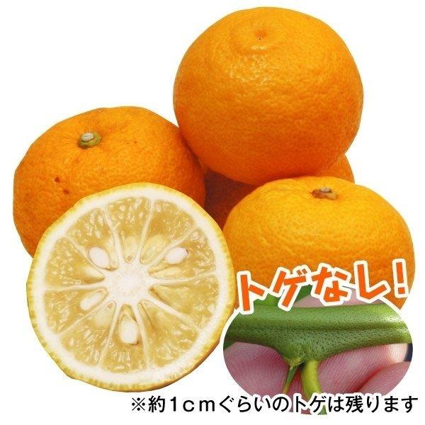 ユズ 苗木 とげなし柚子 1株 柚子 ゆず 苗 ゆずの木 柑橘 果樹苗 国華園 P11s8 8079 花と緑 国華園 通販 Yahoo ショッピング