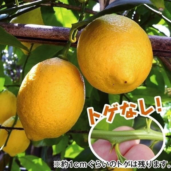トゲなしレモン 苗木 1株 檸檬 レモンの木 レモン苗 柑橘 果樹苗 国華園 P11s8 8081 花と緑 国華園 通販 Yahoo ショッピング