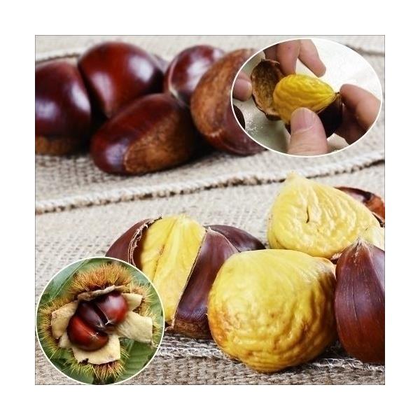 果樹苗 クリ ぽろたんPVP1株