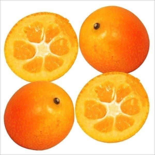 ●商品情報：種の痕跡が入ることもありますが、ほぼ種なしの金柑！最高糖度21度、果重約11g。※他柑橘類(金柑を含む)を近くに植えている場合、タネが入ることがあります。●お届け状態：接木1年生根巻苗●分類：常緑樹●収穫期：1〜4月●生長後の樹...