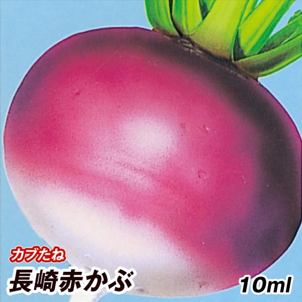 カブ 蕪 タネ 長崎赤かぶ 1袋 10ml 種 野菜たね Ytc30 P6c 096 花と緑 国華園 通販 Yahoo ショッピング