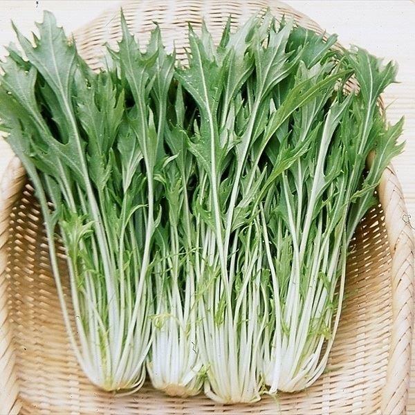 水菜 ミズナ タネ 菜類 晩生千筋京水菜 1袋 10ml 種 野菜たね Ytc63 P6c 3 花と緑 国華園 通販 Yahoo ショッピング