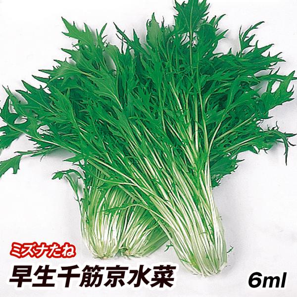 水菜 ミズナ タネ 菜類 早生千筋京水菜 1袋 6ml 種 野菜たね Ytc63 P6c 4 花と緑 国華園 通販 Yahoo ショッピング