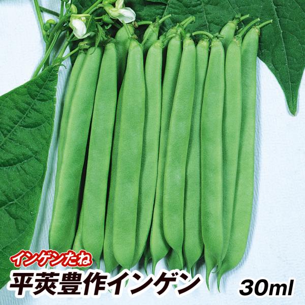 インゲン インゲン豆 マメ タネ 平莢豊作インゲン 1袋 30ml 種 野菜たね Ytc59 P6c 276 花と緑 国華園 通販 Yahoo ショッピング