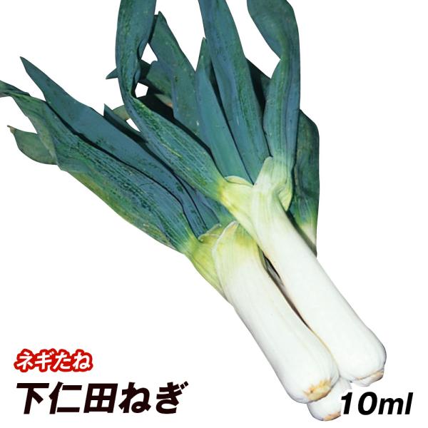 種 野菜たね ネギ 下仁田ねぎ 1袋（10ml） しもにた 葱 野菜の種 国
