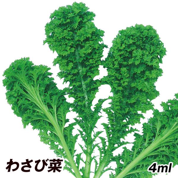 種 わさび菜の人気商品 通販 価格比較 価格 Com