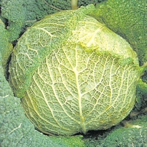 キャベツ タネ サボイキャベツ 1袋 2ml 種 野菜たね Ytc15 P6c 597 花と緑 国華園 通販 Yahoo ショッピング