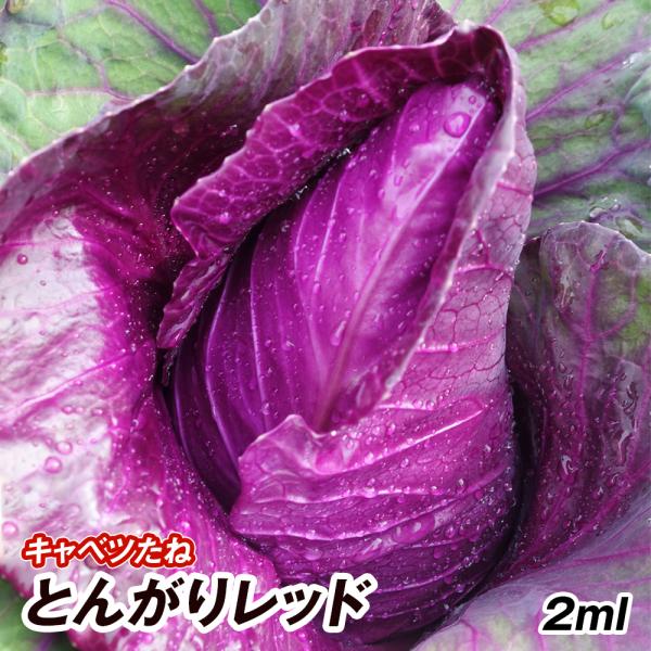 キャベツ 種 野菜たね とんがりレッド 1袋 2ml 野菜のタネ 野菜 種子 キャベツの種 タネ Ytc15 国華園 P6c 666 花と緑 国華園 通販 Yahoo ショッピング