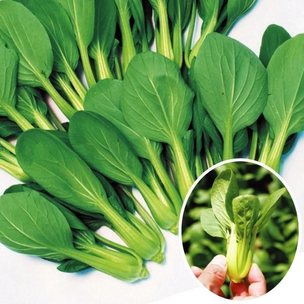 野菜たね 野菜種 たね タネ 種子 国華園 家庭菜園 育苗 Ytc64 ギガランキングｊｐ