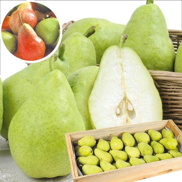 梨 青森 南部産 おまかせ洋梨 10kg 木箱 26 54玉 ご家庭用 なし 品種指定不可 洋梨 果物 フルーツ 国華園 S Fs3071 花と緑 国華園 通販 Yahoo ショッピング