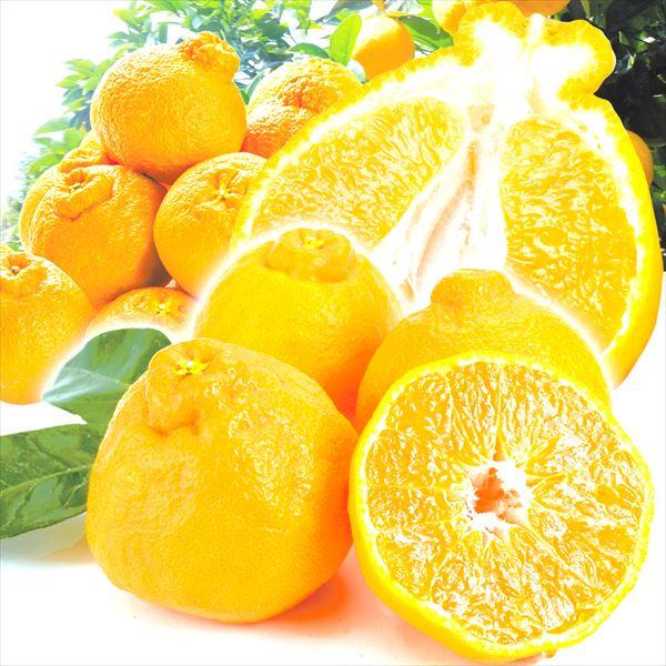 不知火 みかん 5kg 熊本産 不知火オレンジ 送料無料 デコポンと同品種 デコ しらぬい ご家庭用 蜜柑 柑橘 フルーツ 果物 国華園 S Fs3228 花と緑 国華園 通販 Yahoo ショッピング