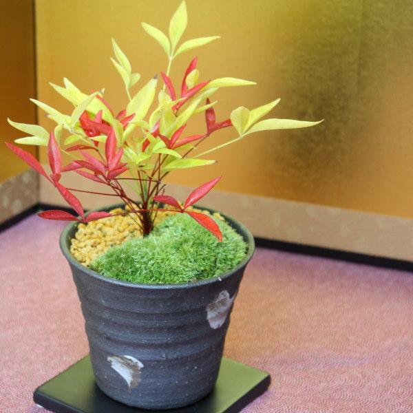 紅白南天盆栽 信楽焼き鉢植え ナンテン なんてん ここなぎ 通販 Yahoo ショッピング