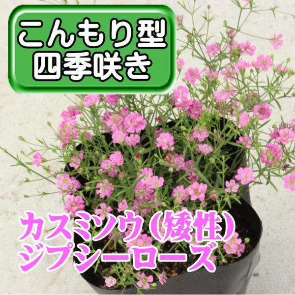 カスミソウ 矮性 ジプシーローズ 9センチポット 3号 ここなぎ 通販 Yahoo ショッピング