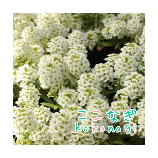kokonagi_10000268