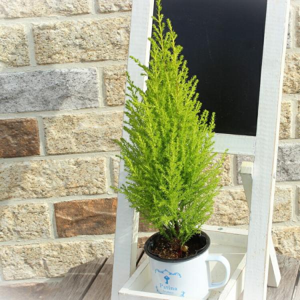 ゴールドクレスト クプレッサス ｇ クレストウィルマ 苗 3号 9センチポット Buyee Buyee Japanese Proxy Service Buy From Japan Bot Online