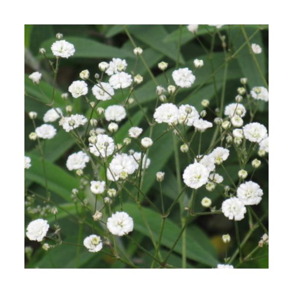 宿根カスミソウ パニキュラータ ダブル 八重咲高性種 9センチポット 3